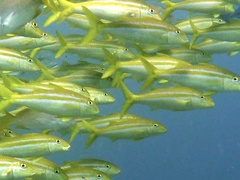 Mulloidichthys dentatus