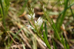 Polygala nicaeensis