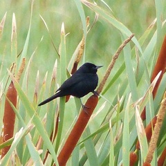 Agelasticus cyanopus