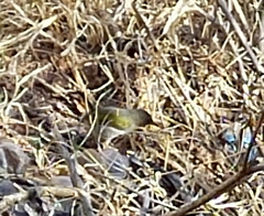 Camaroptera brachyura