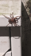 Amaurobius fenestralis