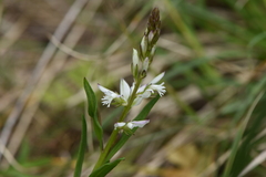 Polygala nicaeensis