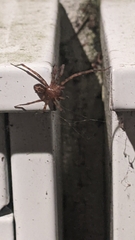 Amaurobius fenestralis