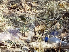 Camaroptera brachyura