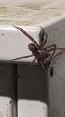 Amaurobius fenestralis