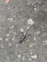 Tropidurus semitaeniatus