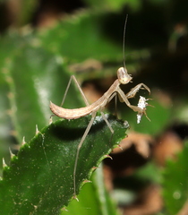 Miomantis caffra