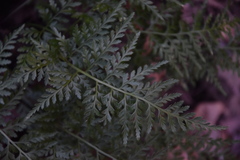Asplenium adiantum-nigrum