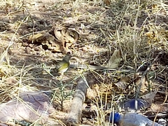 Camaroptera brachyura