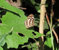 Dynamine postverta mexicana