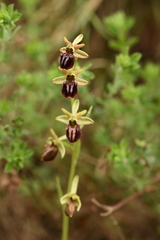 Ophrys sphegodes