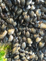Brachidontes rodriguezii