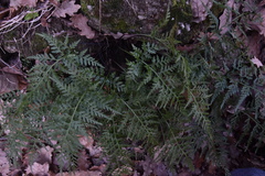 Asplenium adiantum-nigrum