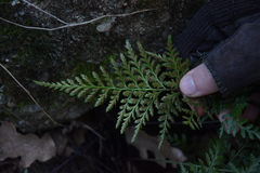 Asplenium adiantum-nigrum
