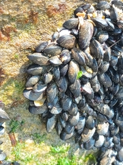 Brachidontes rodriguezii