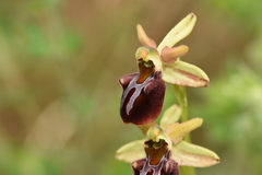 Ophrys sphegodes