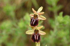 Ophrys sphegodes