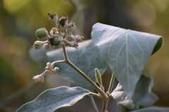 Solanum erianthum