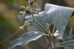 Solanum erianthum