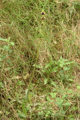Ophrys sphegodes
