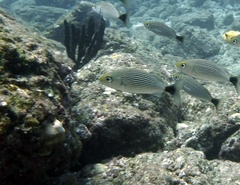 Haemulon maculicauda