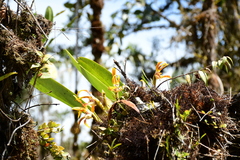 Maxillaria luteoalba