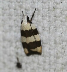 Zonopetala divisella