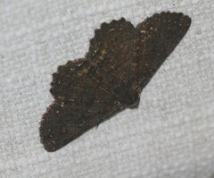 Paradromulia ambigua