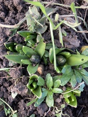 Hyacinthus orientalis