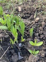 Hyacinthus orientalis