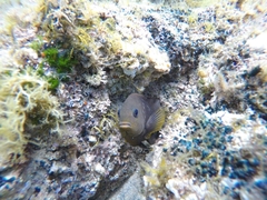 Stegastes rectifraenum