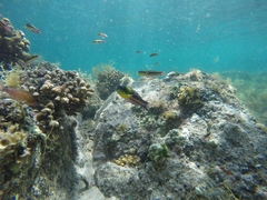 Stegastes rectifraenum