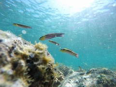 Stegastes rectifraenum