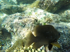 Stegastes rectifraenum