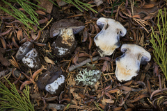 Cortinarius glaucocephalus