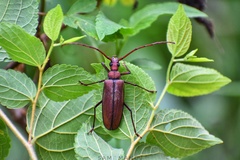 Aegolipton marginale