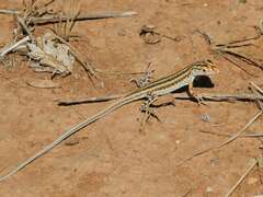 Meroles suborbitalis