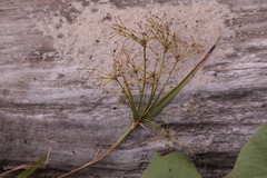 Scirpus radicans