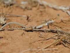 Meroles suborbitalis