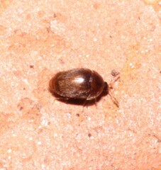 Sericoderus