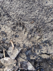 Didelphis virginiana