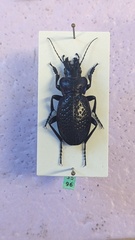 Carabus cicatricosus