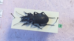 Carabus cicatricosus