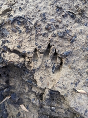 Didelphis virginiana