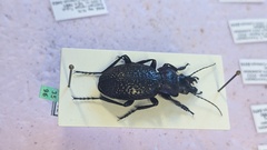 Carabus cicatricosus