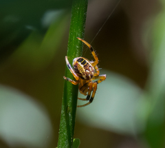 Araneus venatrix