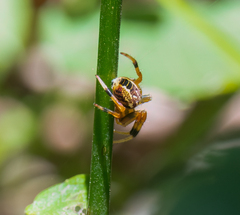 Araneus venatrix