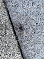 Sphictostethus nitidus