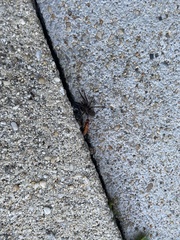 Sphictostethus nitidus