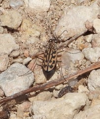 Lophyra neglecta